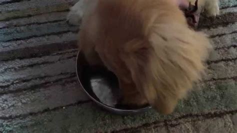 7 Month Old Golden Retriever Puppy Blows Bubbles In Water