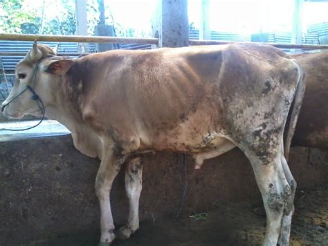 Harga Hewan Qurban Sapi 2014 | Wadi Qibas Farm - Qurban dan Aqiqah