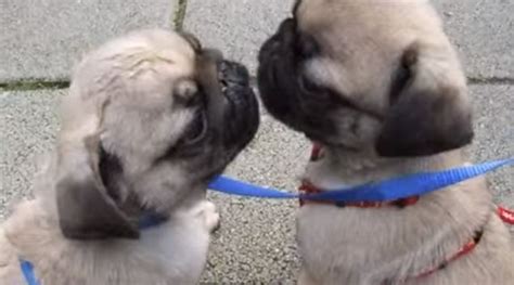Two Baby Pugs Love Each Other Soooo Much They Kiss