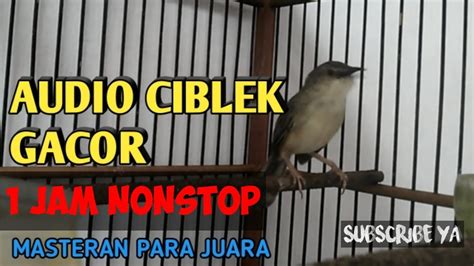 Maybe you would like to learn more about one of these? MASTERAN !! SUARA BURUNG CIBLEK KRISTAL GACOR NGEBREN - YouTube