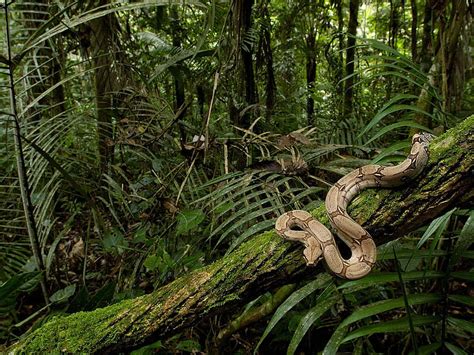 3840x2160px 4k Free Download Good Constrictor Jungles Forests