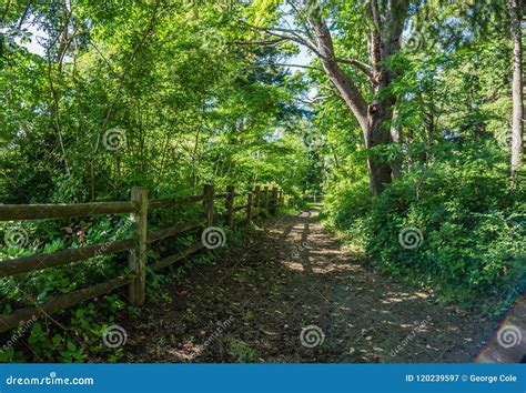 Wooden Fence And Path 2 Stock Image Image Of Nature 120239597