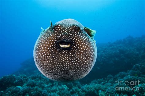Spotted Pufferfish Photograph By Dave Fleetham Printscapes Fine Art