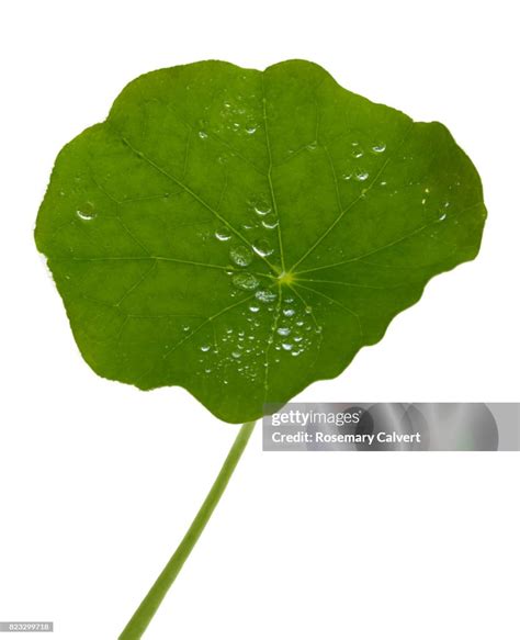 Water Drops On Nasturtium Leaf On White High Res Stock Photo Getty Images