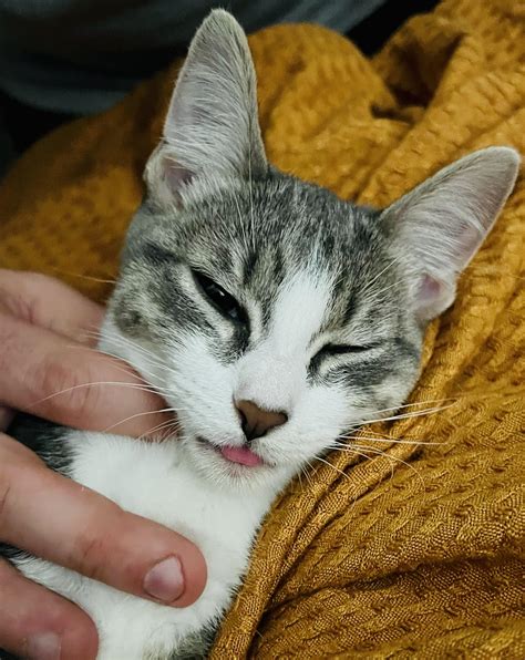 tiny blep from figgy r blep