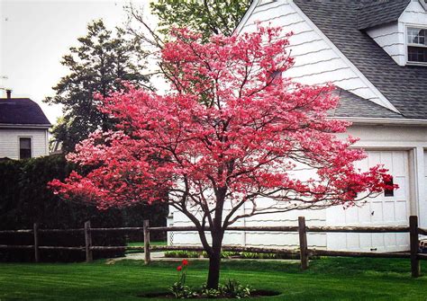 Cherokee Chief Dogwood Tree Dogwood Trees Red Dogwood Pink Dogwood Tree