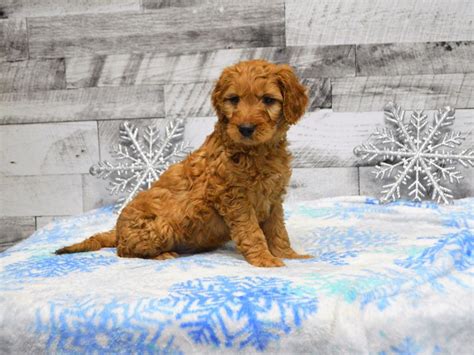 Goldendoodle goldendoodlepuppies teddybeargoldendoodles englishteddybeargoldendoodles englishgoldendoodles. Goldendoodle-DOG-Male-Red-2950097-Petland Dunwoody Puppies ...
