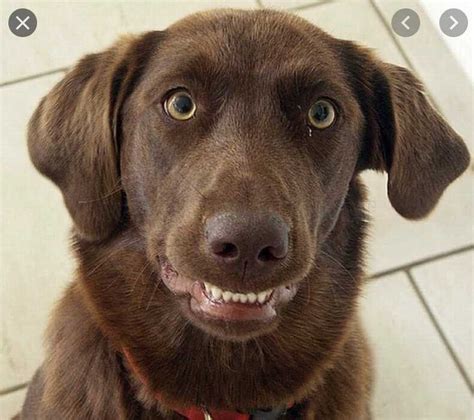 20 Smiling Dog Photos That Show Their Real Personality