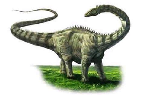 A thagomizer is the distinctive arrangement of four spikes on the tails of stegosaurine dinosaurs. Dinosaurs' Long Necks Were More Stiff Than Previously ...