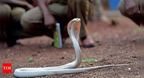 Guindy National Park Gets New Attraction White Cobra Chennai News