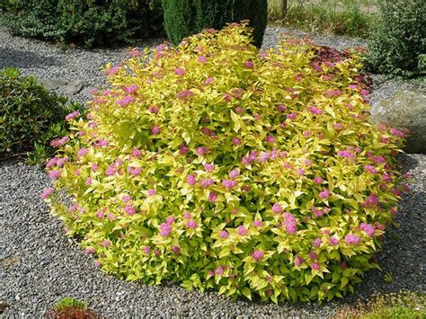 Check out our zone 9 selection for the very best in unique or custom, handmade pieces from our gardening & plants shops. Goldmound Spirea: zone 3 h:12-24" h:24-36" full sun. Dense ...