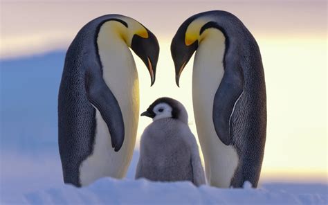 Descargar Fondos De Pantalla Los Pingüinos Nieve Norte Invierno