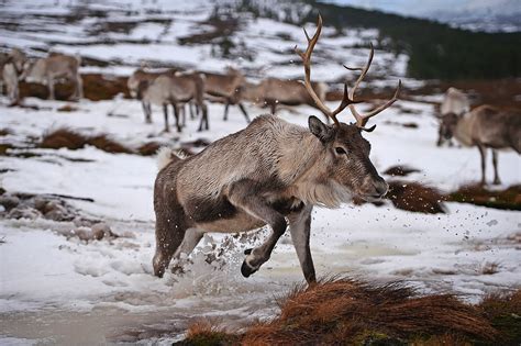 In Pictures Santas Reindeer Living In The Cairngorms National Park