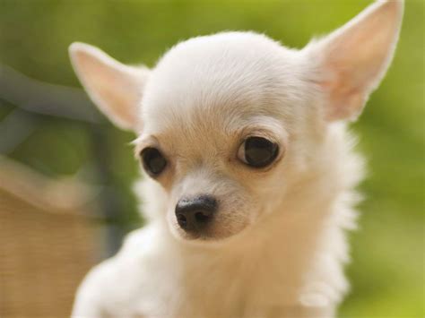 Published on january 10, 2016, under animals. Animal Photo: Chihuahua breed Dogs