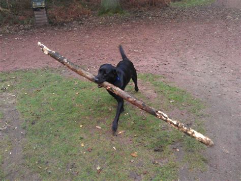 Filter tree skirts (over 19 items). Showing off. Typical Lab - tell them to retrieve a stick ...