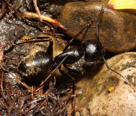 Carpenter Ants Camponotus Pennsylvanicus North