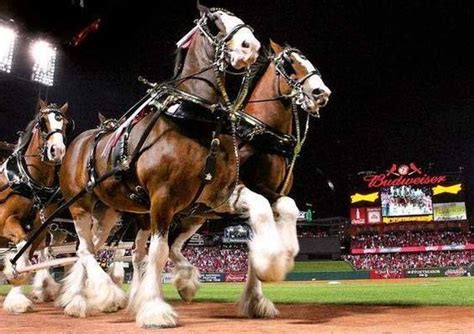 The Bud Clydesdales At Bush Stadium Clydesdale Horses Budweiser Big