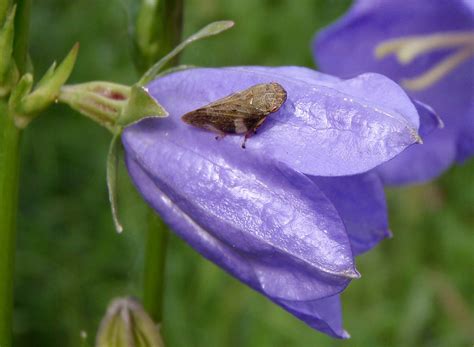 Zvonek Broskvolistý Campanula Persicifolia Blanokřídlí V Praze