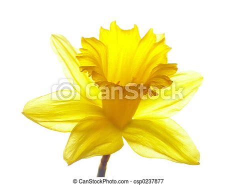 Close Up Of Yellow Easter Daffodil Against White Background Canstock