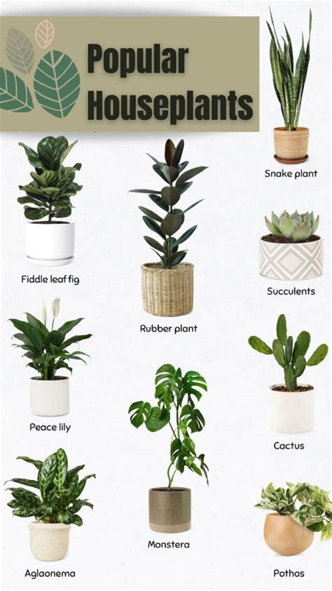 Top Indoor Plants For Your Home🌱 Hanging Plants Winter Plants
