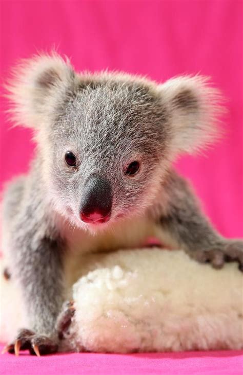 Cutest Survivor Of The Sydney Storm Cute Baby Animals Cute Animals