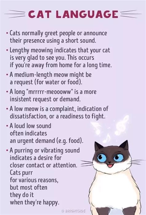 To see a dead cat or hear a cat being killed implies that you are lacking autonomy and independence in some area of your life. How well do cats understand human language? Can they ...