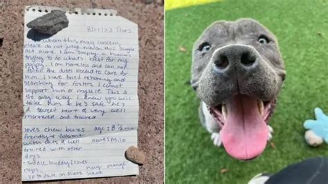 Abandoned Dog Finds New Loving Home After Heartfelt Note From Owner