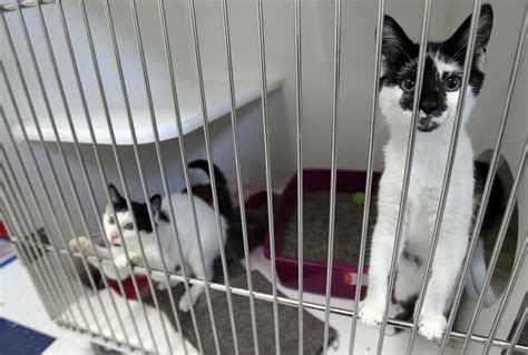 Gallery Little Victories Animal Shelter Photos News Herald