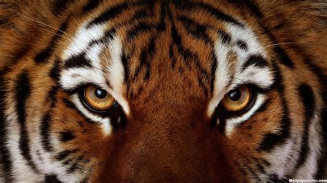 Hd Angry Tiger Face Eyes Wallpaper Download Free 140623