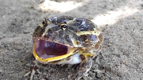 Angry Frog Youtube