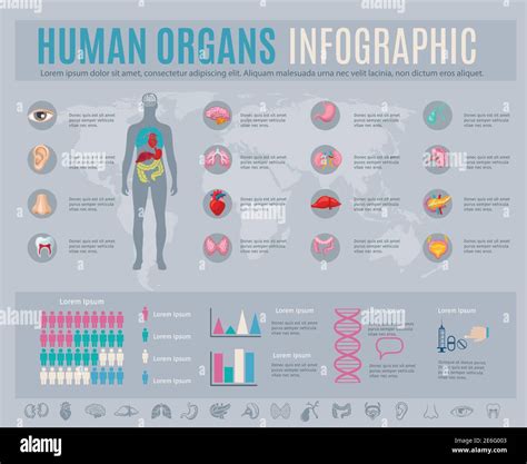 Conjunto Infográfico De órganos Humanos Con Símbolos De Partes Internas
