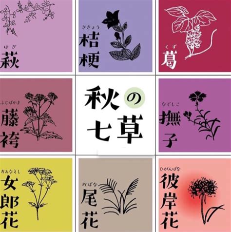 優しく癒される秋の七草 〜日本文化〜｜日和《pando》