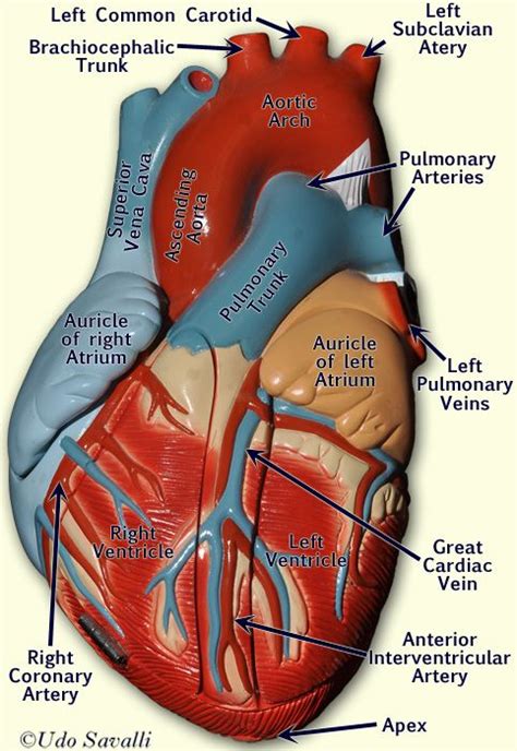 Heart 2 Anterior Labeled Human Body Organs Human Body Systems Basic
