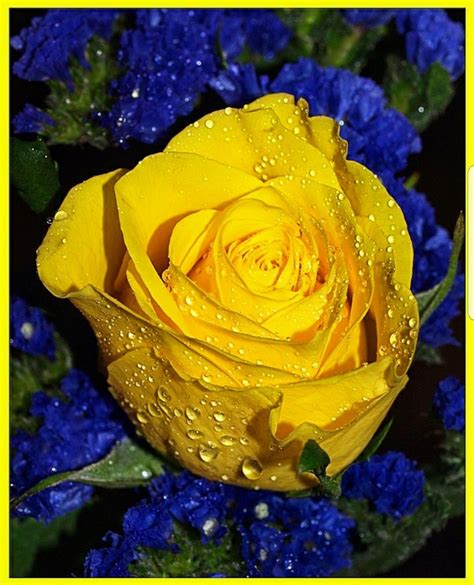 Pin By Color Wheel On Yellow Green Blue Mix Beautiful Roses Yellow