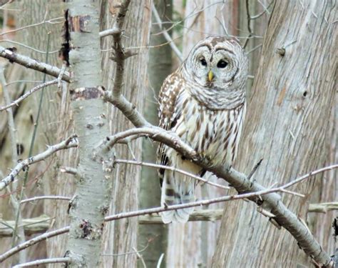 Nesting Habits Of Great Horned And Barred Owls The Old Farmers Almanac
