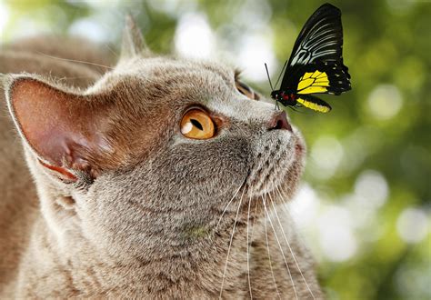 Butterfly Sitting On Cats Nose
