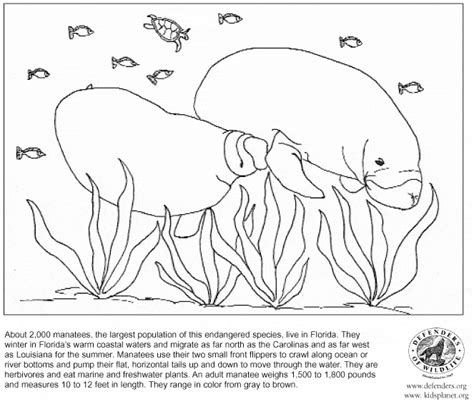 Aug 25, 2017 · buffalo can be 6 to 7 feet long, stand from 5 to 6 feet tall and weigh up to 2,000 pounds. Manatee coloring - Free Animal coloring pages sheets Manatee