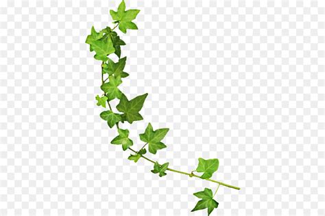 Vine Clip Art Vine Cliparts Transparent Png Download Free Transparent Vine Png