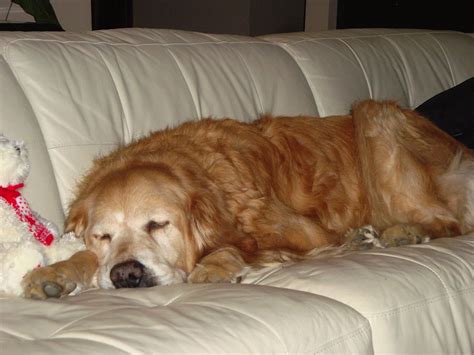 Your dog has cancer is something that no one wants to hear, but as dogs are living longer than ever, cancer is something that many pet owners will face. When Cancer Strikes the Blood Vessels of Older Dogs ...