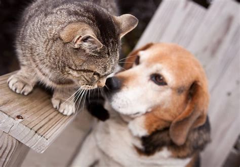 How Do Cats And Dogs Make Best Friends