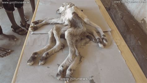 Goat With Eight Legs Born In Vavuniya Video Hiru News Srilankas