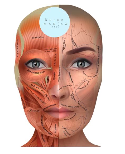 Face Anatomy Print With Facial Muscles Arteries And Veins Etsy In