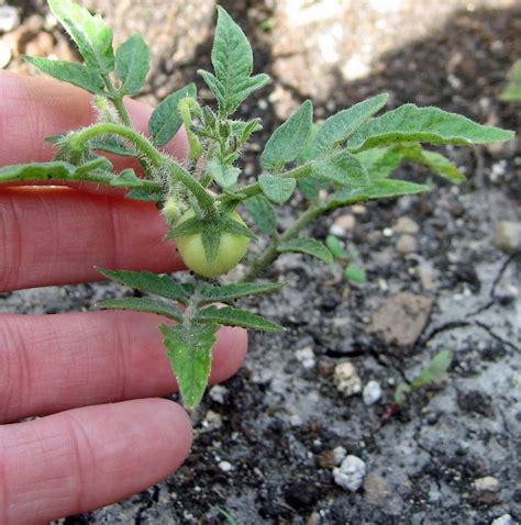 Tomato Seed High Productive Suitable In Our Climate 100 Seed