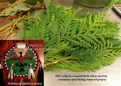 Cedar Sacred Tree With Medicine Power In Native American Beliefs