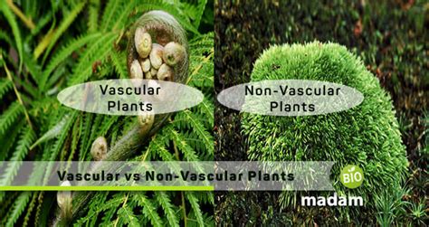 Difference Between Vascular And Non Vascular Plants Biomadam
