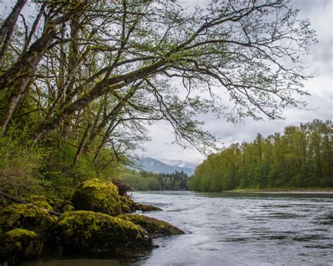 300 Skagit River Stock Photos Pictures And Royalty Free Images Istock