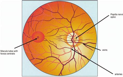 Normal Ocular Fundus Download Scientific Diagram