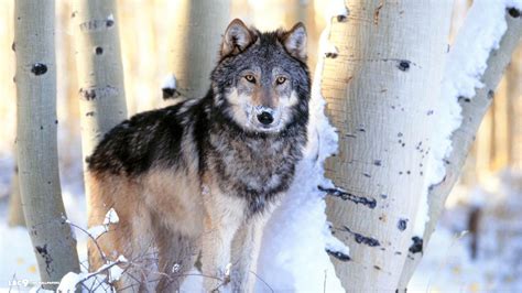 Grey Wolf In Winter Birch Forest Image Abyss