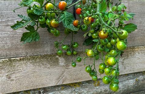 Ripening Green Tomatoes On A Hanging Plant Stock Image Image Of