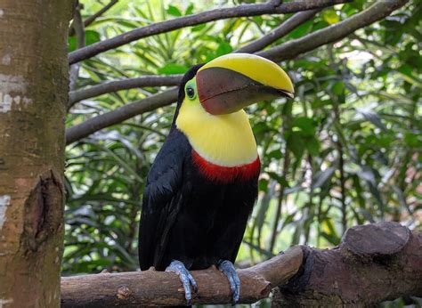 Costa Rica Wildlife Nature Rainforest Animal Tropical Toucan